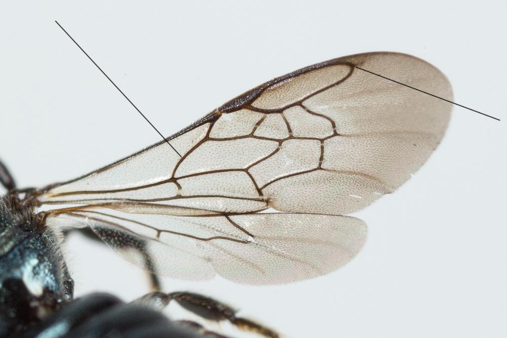 Ceratina Latreille, 1802