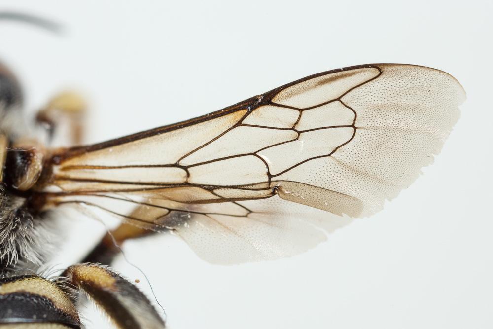 Anthidium Fabricius, 1804