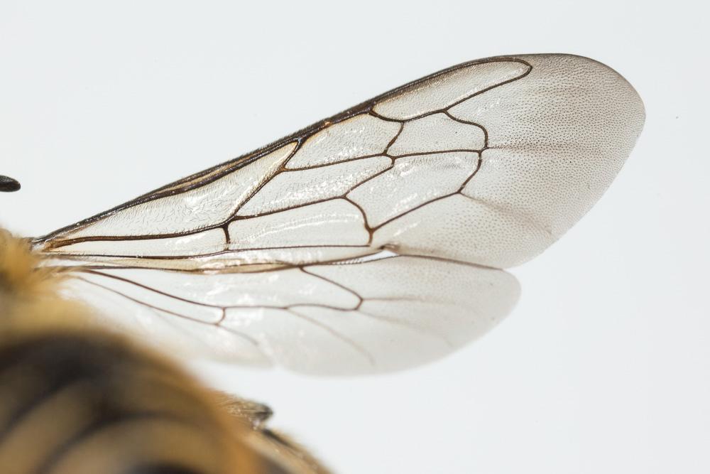  Megachile Latreille, 1802