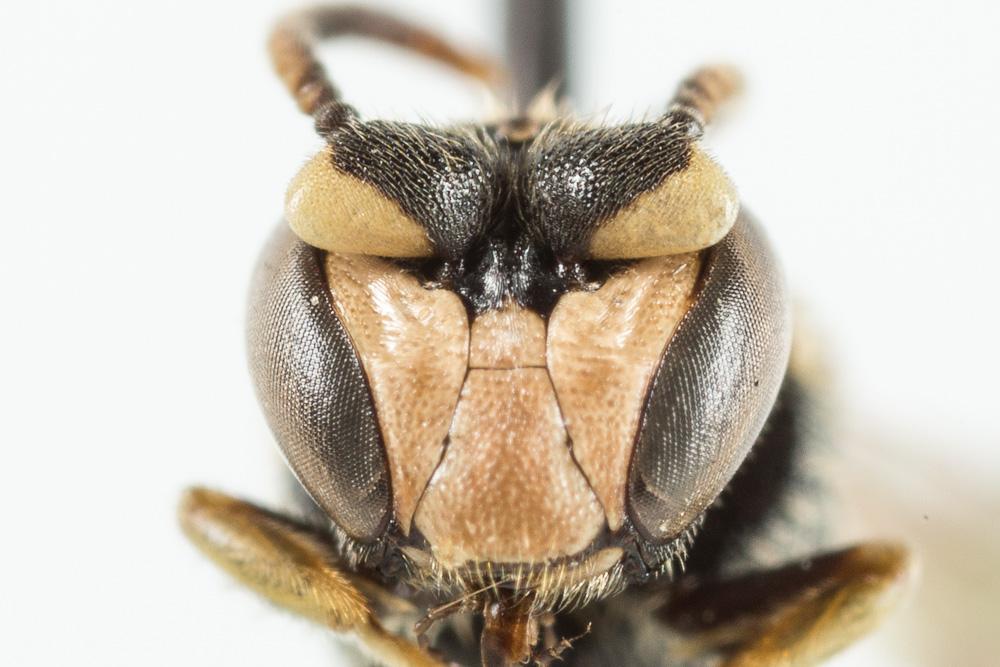  Hylaeus annularis (Kirby, 1802)