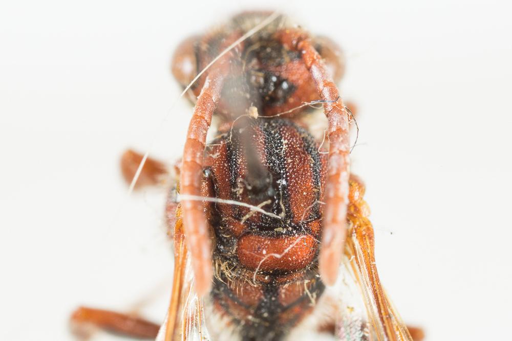  Nomada ruficornis (Linnaeus, 1758)