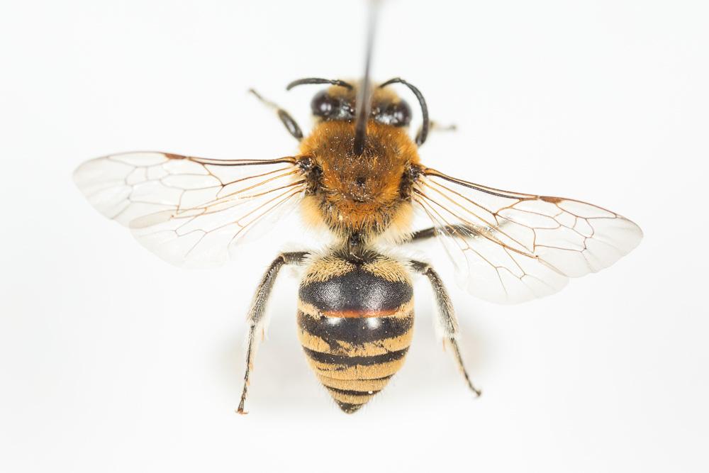 Colletes Latreille, 1802