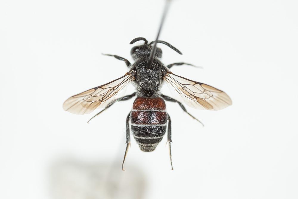  Dioxys Lepeletier de Saint Fargeau & Serville, 1825