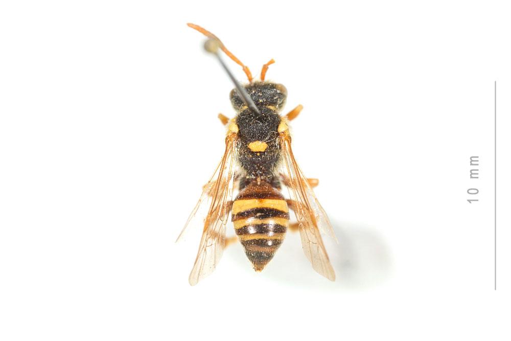  Nomada fucata Panzer, 1798