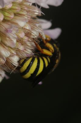  Stelis annulata (Lepeletier, 1841)