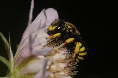  Stelis annulata (Lepeletier, 1841)