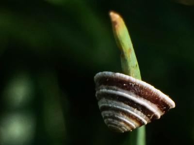 Phalène sacrée (La) Rhodometra sacraria (Linnaeus, 1767)