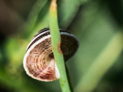 Troque élégante Trochoidea elegans (Gmelin, 1791)