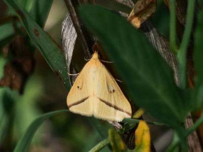 Phalène sacrée (La) Rhodometra sacraria (Linnaeus, 1767)