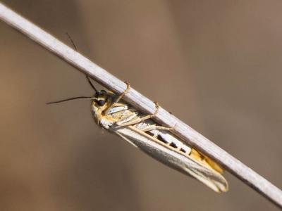 Ecaille striée (L') Spiris striata (Linnaeus, 1758)
