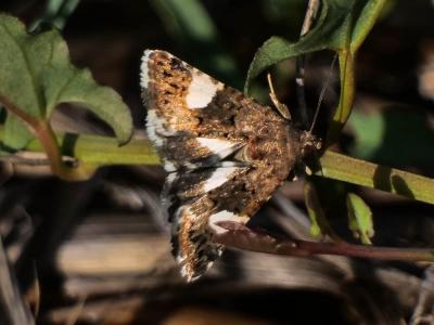 Noctuelle en deuil (La) Tyta luctuosa (Denis & Schiffermüller, 1775)