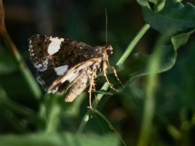 Noctuelle en deuil (La) Tyta luctuosa (Denis & Schiffermüller, 1775)