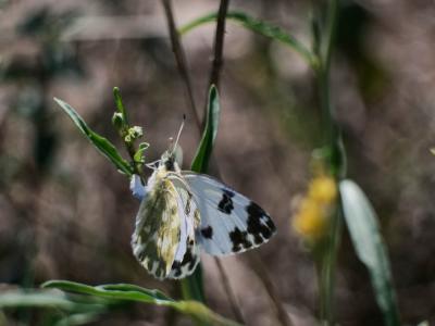 Marbré-de-vert (Le), Piéride du Réséda (La), Marbr Pontia daplidice (Linnaeus, 1758)