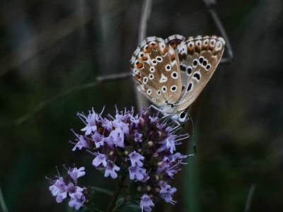 Bleu-nacré d'Espagne (Le) Lysandra hispana (Herrich-Schäffer, 1852)