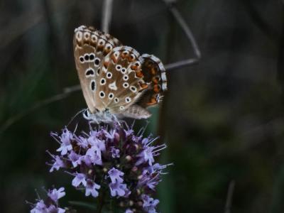 Bleu-nacré d'Espagne (Le) Lysandra hispana (Herrich-Schäffer, 1852)