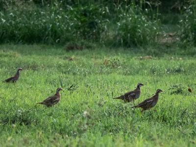 Perdrix rouge Alectoris rufa (Linnaeus, 1758)
