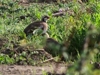 Perdrix rouge Alectoris rufa (Linnaeus, 1758)