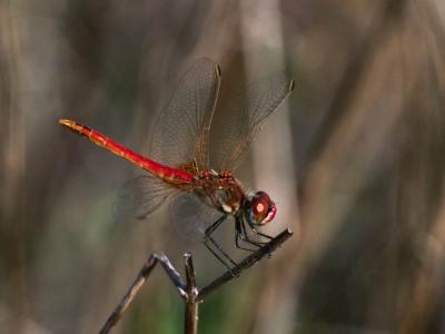 Sympétrum de Fonscolombe (Le) Sympetrum fonscolombii (Selys, 1840)