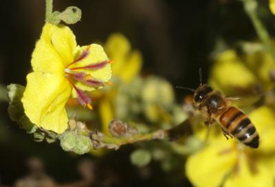 Abeille domestique, Abeille européenne, Abeille me Apis mellifera Linnaeus, 1758