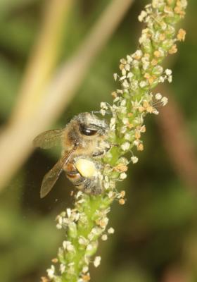 Abeille domestique, Abeille européenne, Abeille me Apis mellifera Linnaeus, 1758