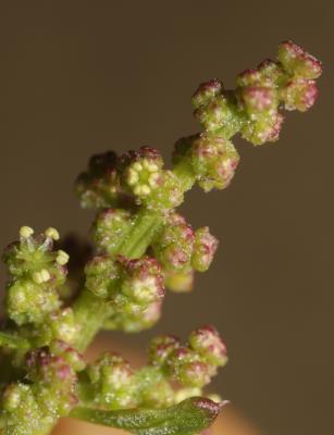 Chénopode à feuilles grasses Oxybasis chenopodioides (L.) S.Fuentes, Uotila & Borsch, 2012