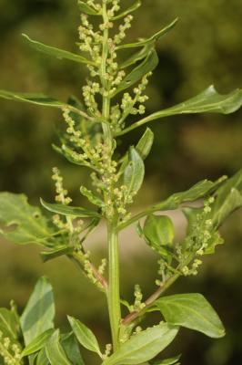 Chénopode à feuilles grasses Oxybasis chenopodioides (L.) S.Fuentes, Uotila & Borsch, 2012