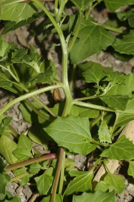 Chénopode à feuilles grasses Oxybasis chenopodioides (L.) S.Fuentes, Uotila & Borsch, 2012