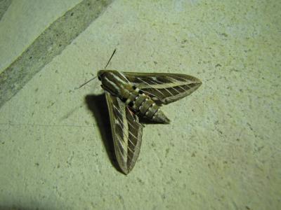 Sphinx livournien (Le) Hyles livornica (Esper, 1780)