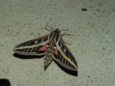 Sphinx livournien (Le) Hyles livornica (Esper, 1780)