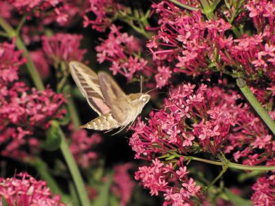 Sphinx livournien (Le) Hyles livornica (Esper, 1780)