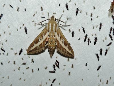 Sphinx livournien (Le) Hyles livornica (Esper, 1780)