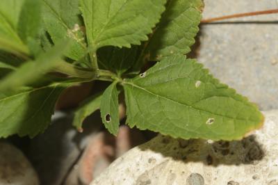 Scrofulaire aquatique, Scrofulaire de Balbis Scrophularia auriculata L., 1753