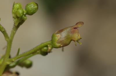 Scrofulaire aquatique, Scrofulaire de Balbis Scrophularia auriculata L., 1753