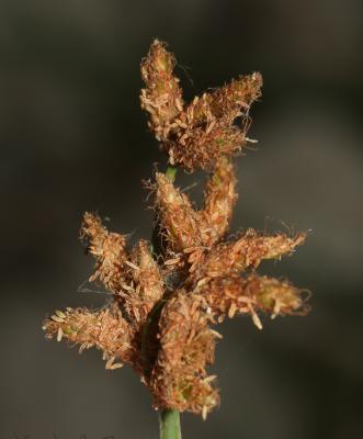 Jonc des chaisiers, Jonc-des-tonneliers Schoenoplectus lacustris (L.) Palla, 1888