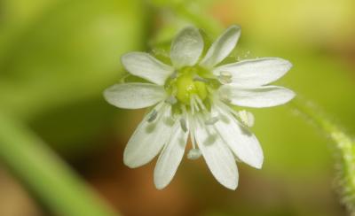 Stellaire aquatique, Céraiste d'eau Myosoton aquaticum (L.) Moench, 1794