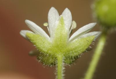 Stellaire aquatique, Céraiste d'eau Myosoton aquaticum (L.) Moench, 1794