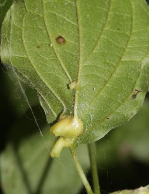  Craneiobia corni (Giraud, 1863)