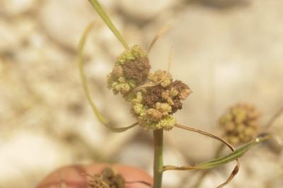  Aceria chondrillae (Canestrini, 1890)