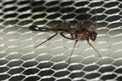Ichneumon à corselet tacheté de rouge en devant Anomalon cruentatum (Geoffroy, 1785)
