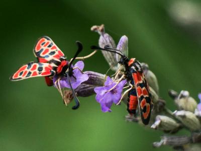 Zygène de la Petite coronille (La) Zygaena fausta (Linnaeus, 1767)