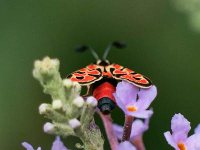 Zygène de la Petite coronille (La) Zygaena fausta (Linnaeus, 1767)