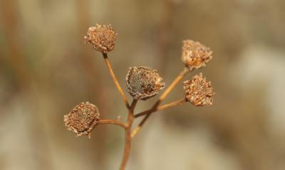 Tanaisie en corymbe, Marguerite en corymbes, Chrys Tanacetum corymbosum (L.) Sch.Bip., 1844