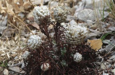 Pomme-de-pin Rhaponticum coniferum (L.) Greuter, 2003