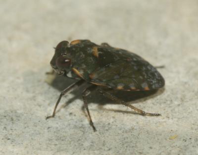 Ochterus marginé Ochterus marginatus (Latreille, 1804)