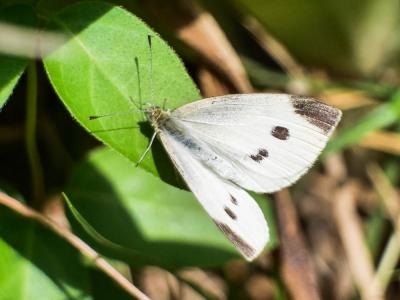 Piéride de la Rave (La), Petit Blanc du Chou (Le), Pieris rapae (Linnaeus, 1758)