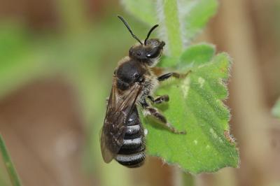  Lasioglossum Curtis, 1833