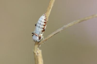  Sphaeromias pictus (Meigen, 1818)