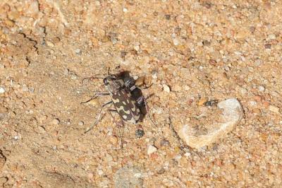  Lophyra flexuosa (Fabricius, 1787)