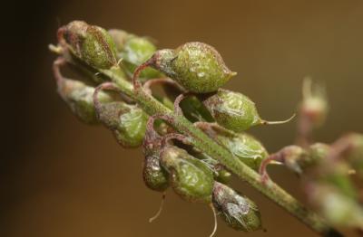 Mélilot élevé Trigonella altissima (Thuill.) Coulot & Rabaute, 2013