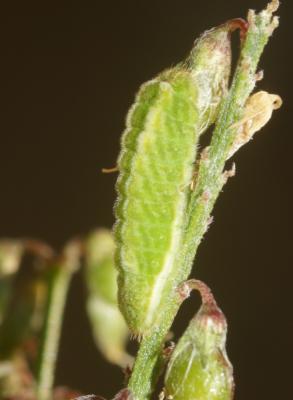 Lycènes Lycaenidae Leach, 1815